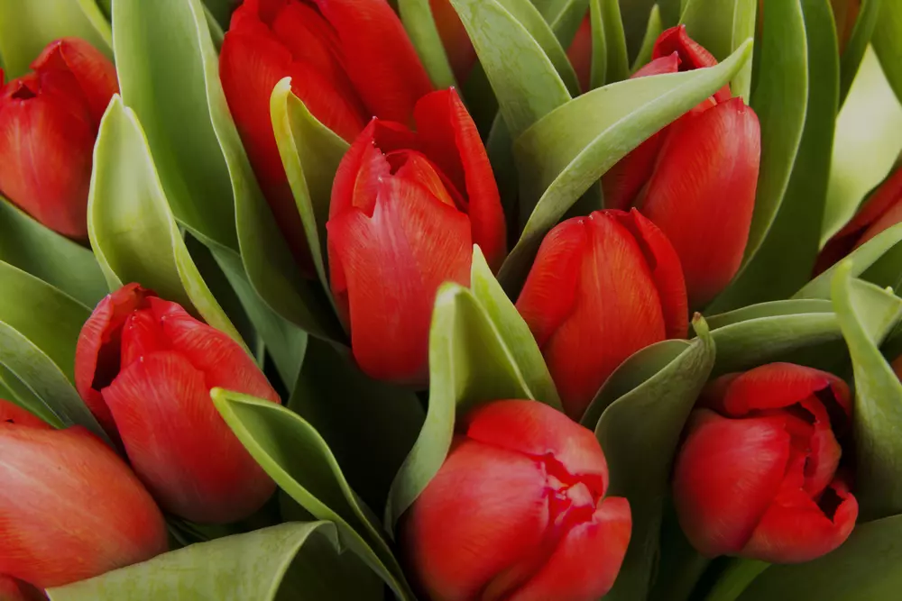 March 8: The Holiday Loved by Everyone… Except Men, Florists, and Couriers - American Butler