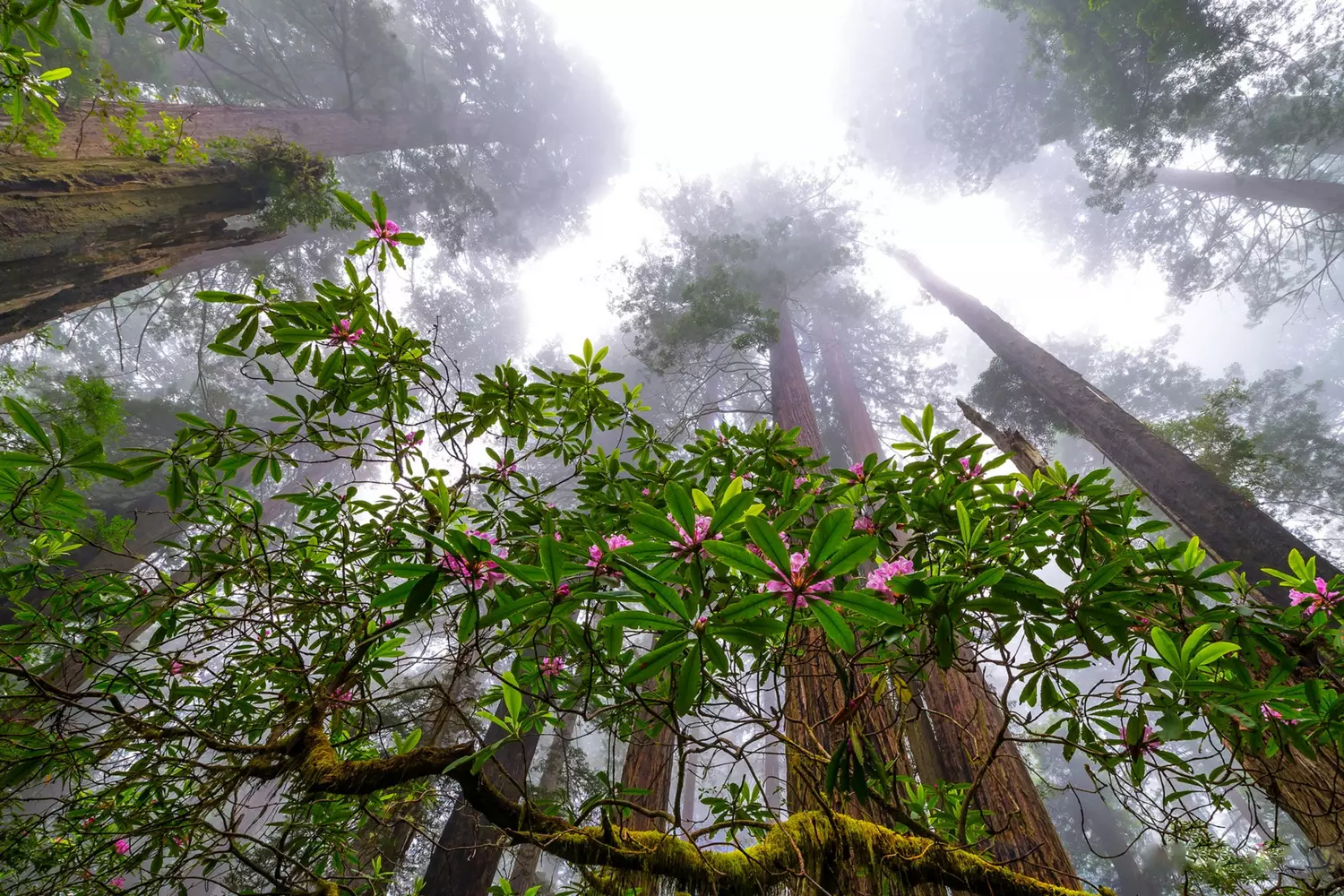 Redwood — a magical forest of giants in Northern California Tall redwoods in mist and blooming rhododendrons in Redwood National Park