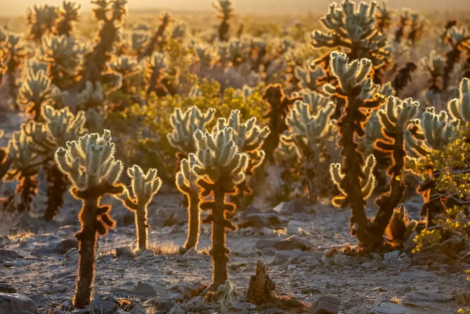 Spiked Splendor: Cholla Cactus Garden in Joshua Tree National Park Golden sunlight illuminates thousands of fuzzy-looking but dangerously spiked cholla cacti in Joshua Tree's famous Cholla Cactus Garden, with rugged mountains in the background under a vivid blue sky