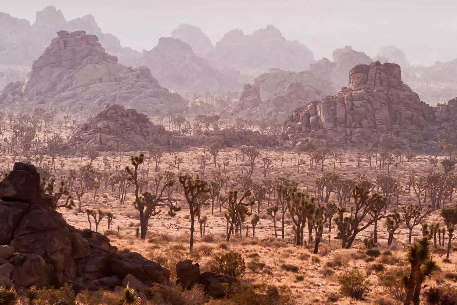 Surreal Beauty of Joshua Tree National Park A stunning landscape of Joshua Tree National Park featuring unique rock formations, twisted Joshua trees, and golden desert sunlight