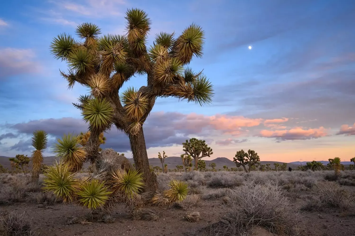 Surreal Beauty of Joshua Tree National Park A stunning landscape of Joshua Tree National Park featuring unique rock formations, twisted Joshua trees, and golden desert sunlight