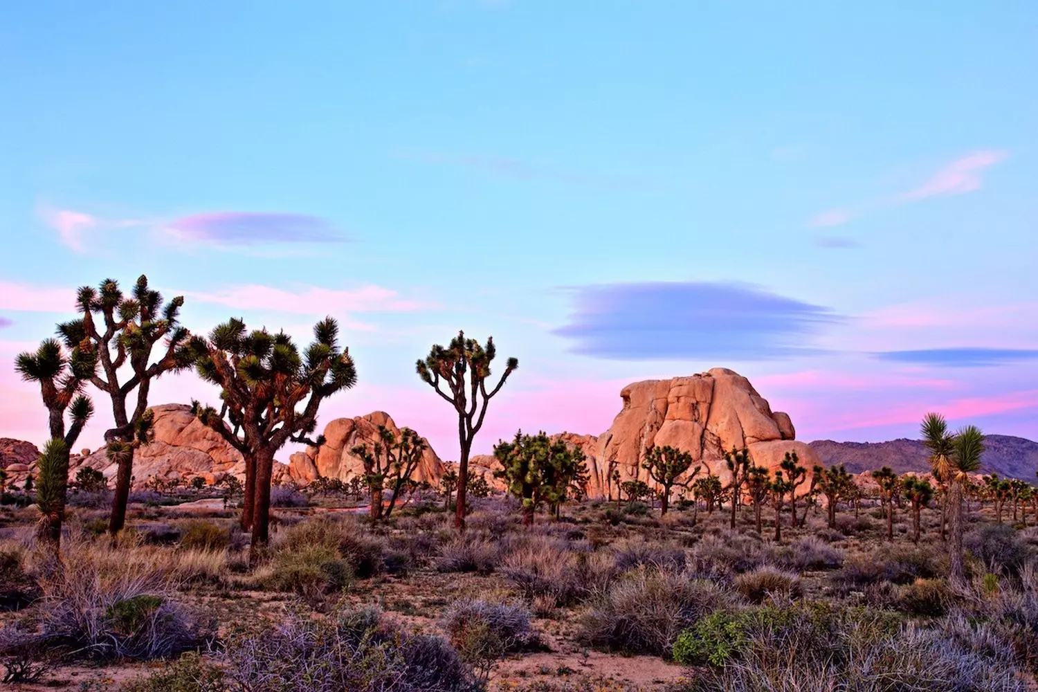 Surreal Beauty of Joshua Tree National Park A stunning landscape of Joshua Tree National Park featuring unique rock formations, twisted Joshua trees, and golden desert sunlight