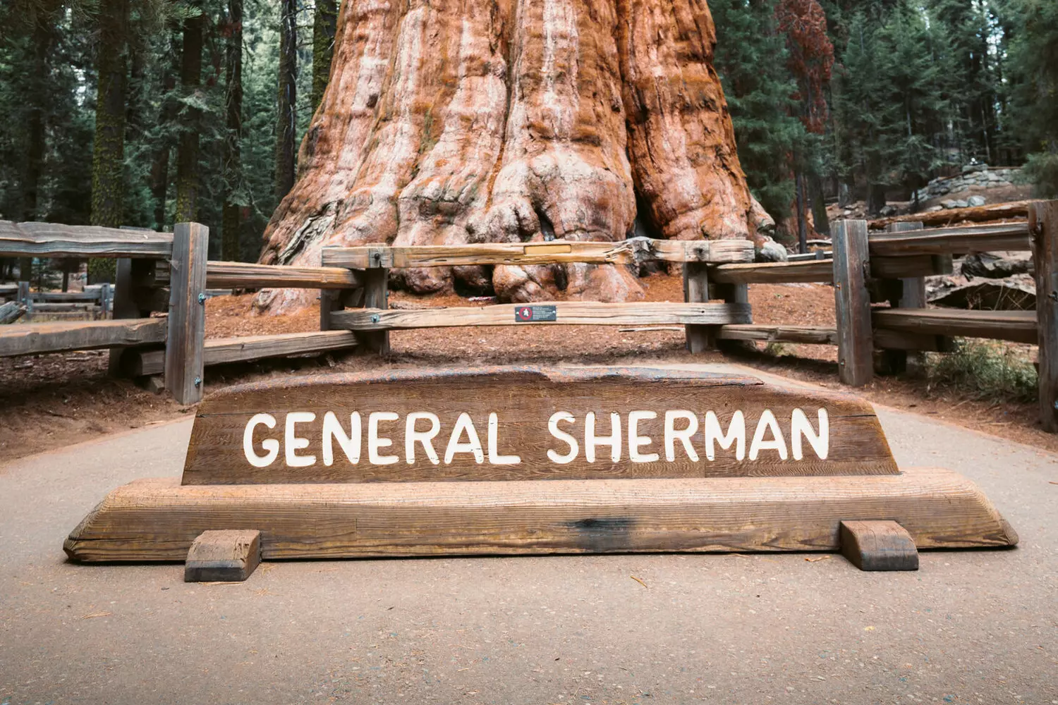 General Sherman: The Titan of Trees General Sherman Tree — the world's largest tree by volume. Sequoia National Park, California