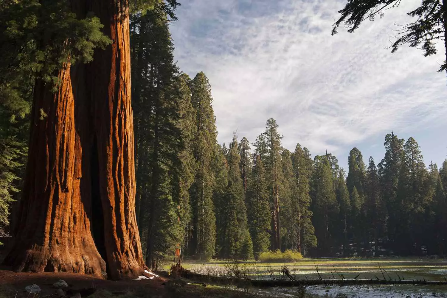 Hiking trail among giant sequoias in a misty forest, Sequoia NP — people for scale Towering sequoia trees in Sequoia National Park, California — ancient giants with massive trunks and fire-resistant bark