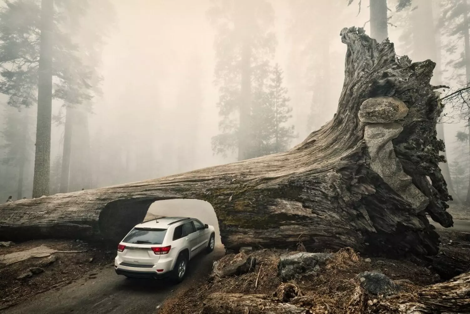 Tree Tunnel: Driving Through a Living Giant Car driving through a tunnel carved in a fallen giant sequoia tree in Sequoia National Park