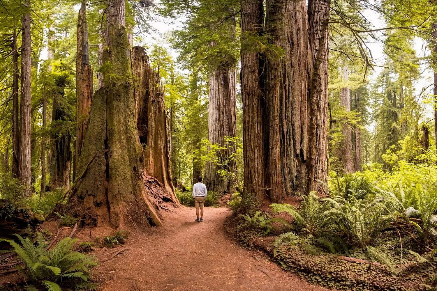 Majestic Sequoias: Ancient Giants Over 2000 Years Old Towering sequoia trees in Sequoia National Park, California — ancient giants with massive trunks and fire-resistant bark