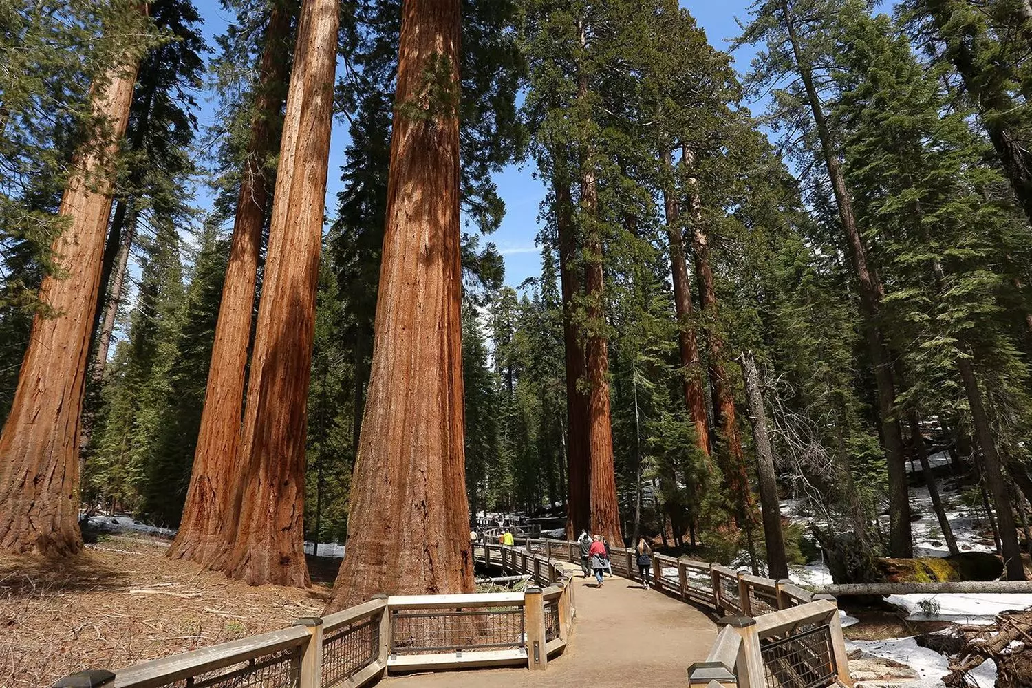 Giants of Yosemite: Walking Among Ancient Sequoias Towering ancient sequoia trees in Yosemite National Park with sunlight filtering through their massive trunks in a serene forest setting