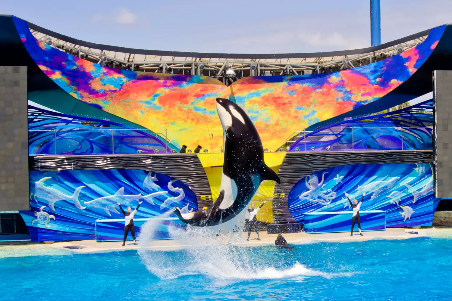 Exciting Orca Show at SeaWorld San Diego Orca Show at SeaWorld San Diego — American Butler