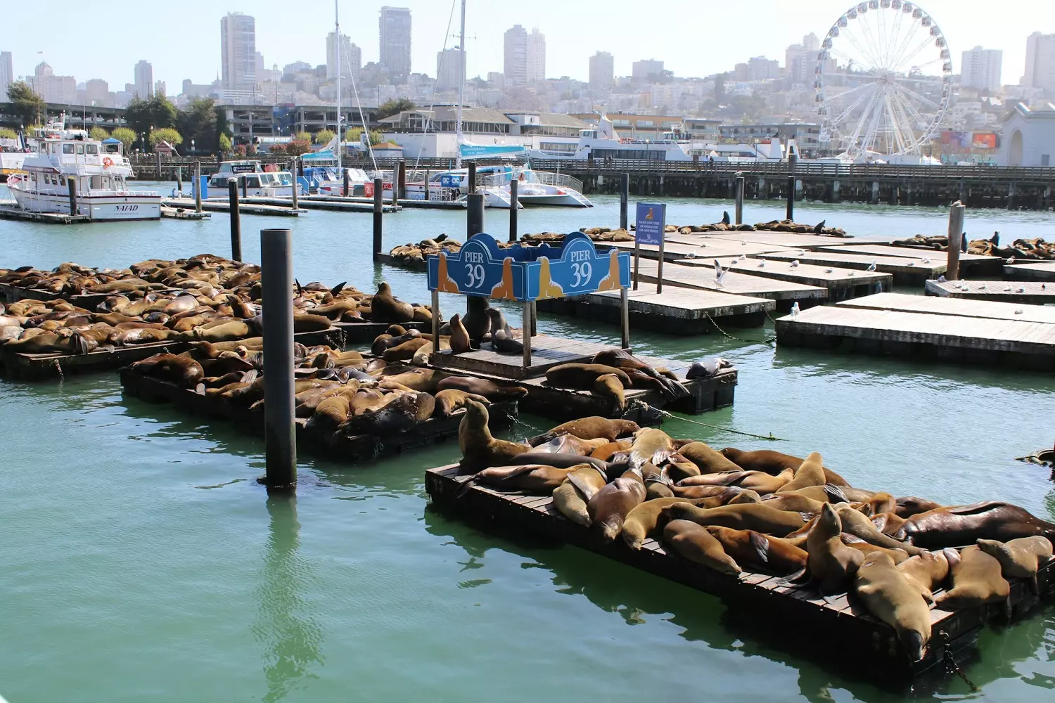 Sea lions at Pier 39 Sea lions resting on the pier in San Francisco