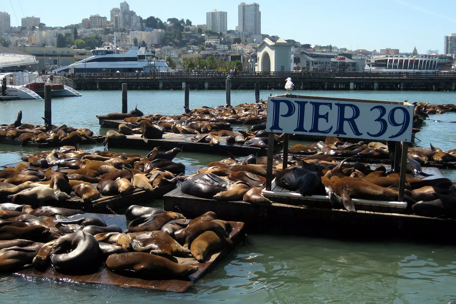 Sea Lions at Fisherman’s Wharf Sea Lions Relaxing at PIER 39, Fisherman’s Wharf