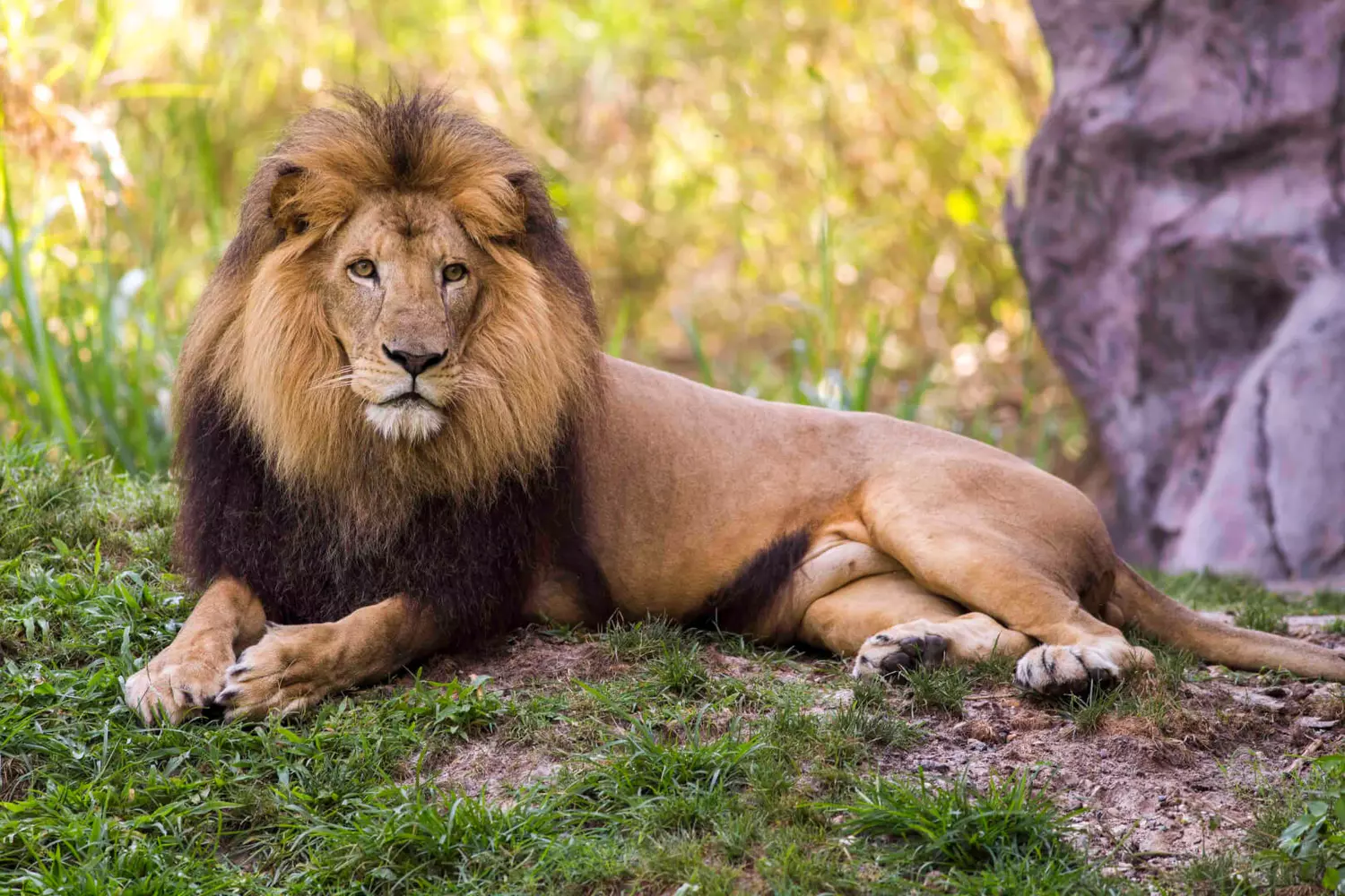 Busch Gardens Florida Theme Park — Lion Photo in Zoo Area (American Butler) Busch Gardens Florida Theme Park — Lion Photo in Zoo Area (American Butler)