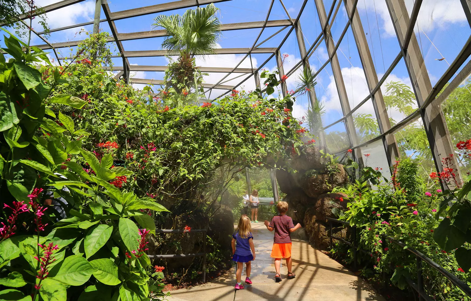Butterfly World: a magical tropical oasis in Fort Lauderdale Bright butterflies flutter among tropical flowers in Butterfly World – a sanctuary with a tropical rainforest, exotic plants, and waterfalls in Fort Lauderdale