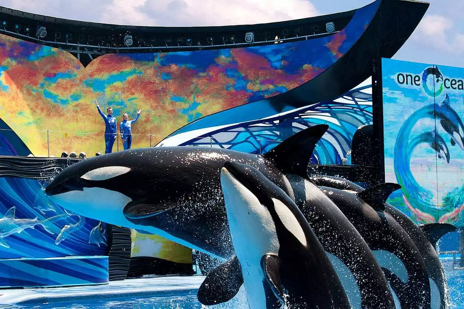 Experience the magic of dolphin shows at SeaWorld Orlando Dolphins performing acrobatic jumps during a live show at SeaWorld Orlando