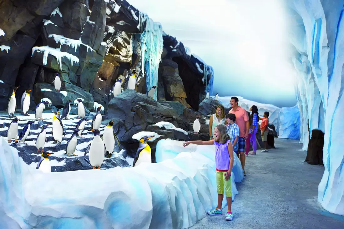 Meet the charming penguins at SeaWorld Orlando’s icy Antarctica adventure Adorable penguins in the Antarctica: Empire of the Penguin exhibit at SeaWorld Orlando