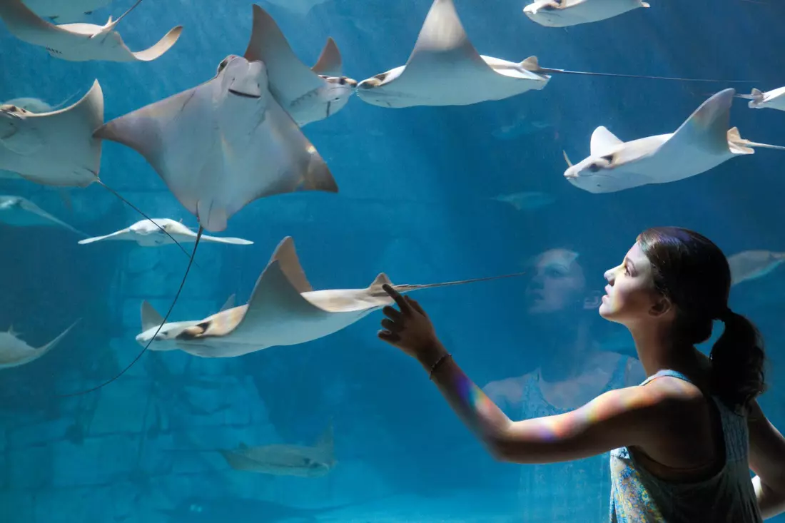 Touch and feed the stingrays at SeaWorld Orlando’s interactive marine exhibit Graceful stingrays swimming in the touch pool at SeaWorld Orlando