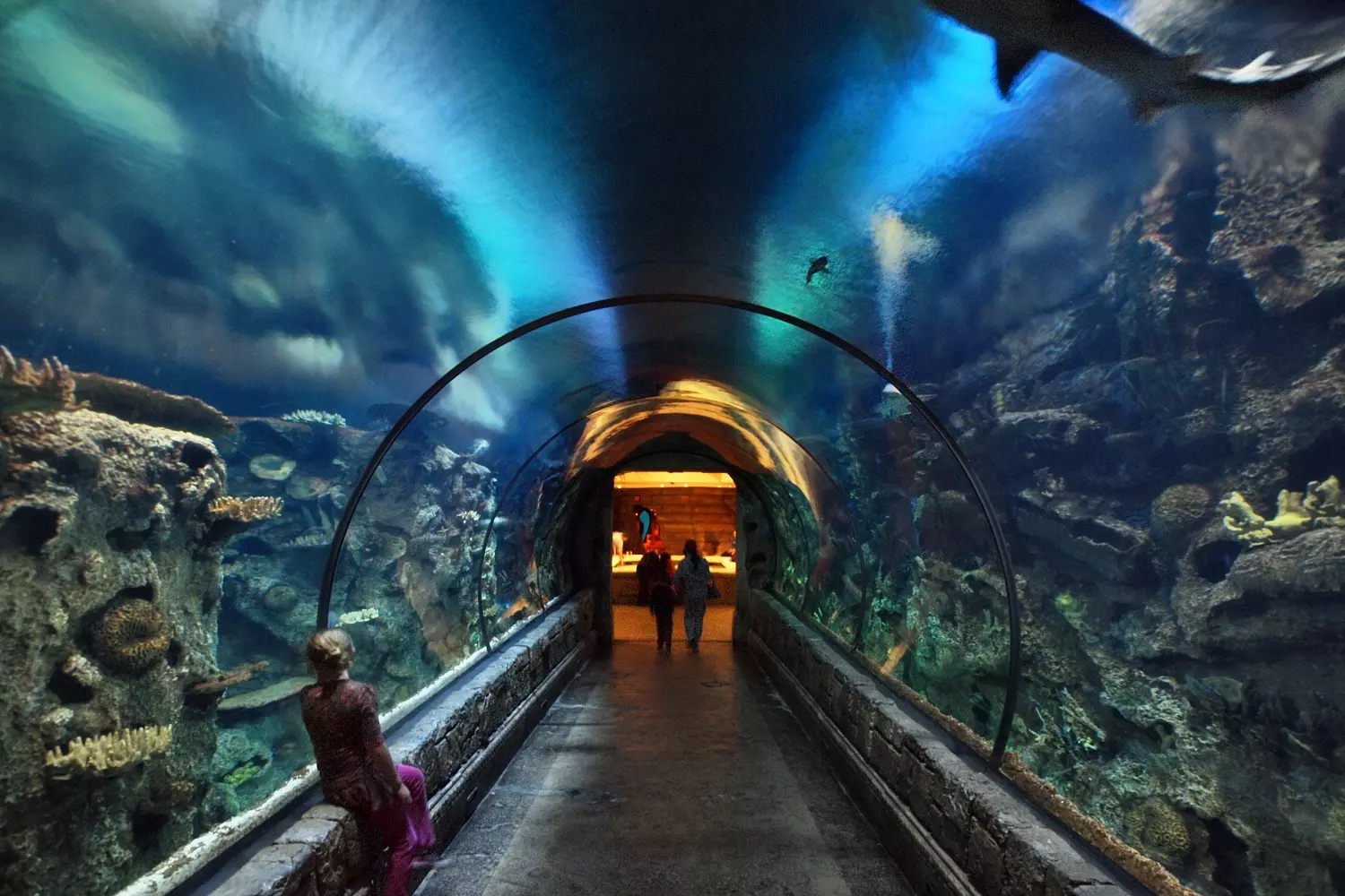 Shark Reef Aquarium in Las Vegas Visitors Marvel at Sharks in the Massive Tank of Shark Reef in Vegas