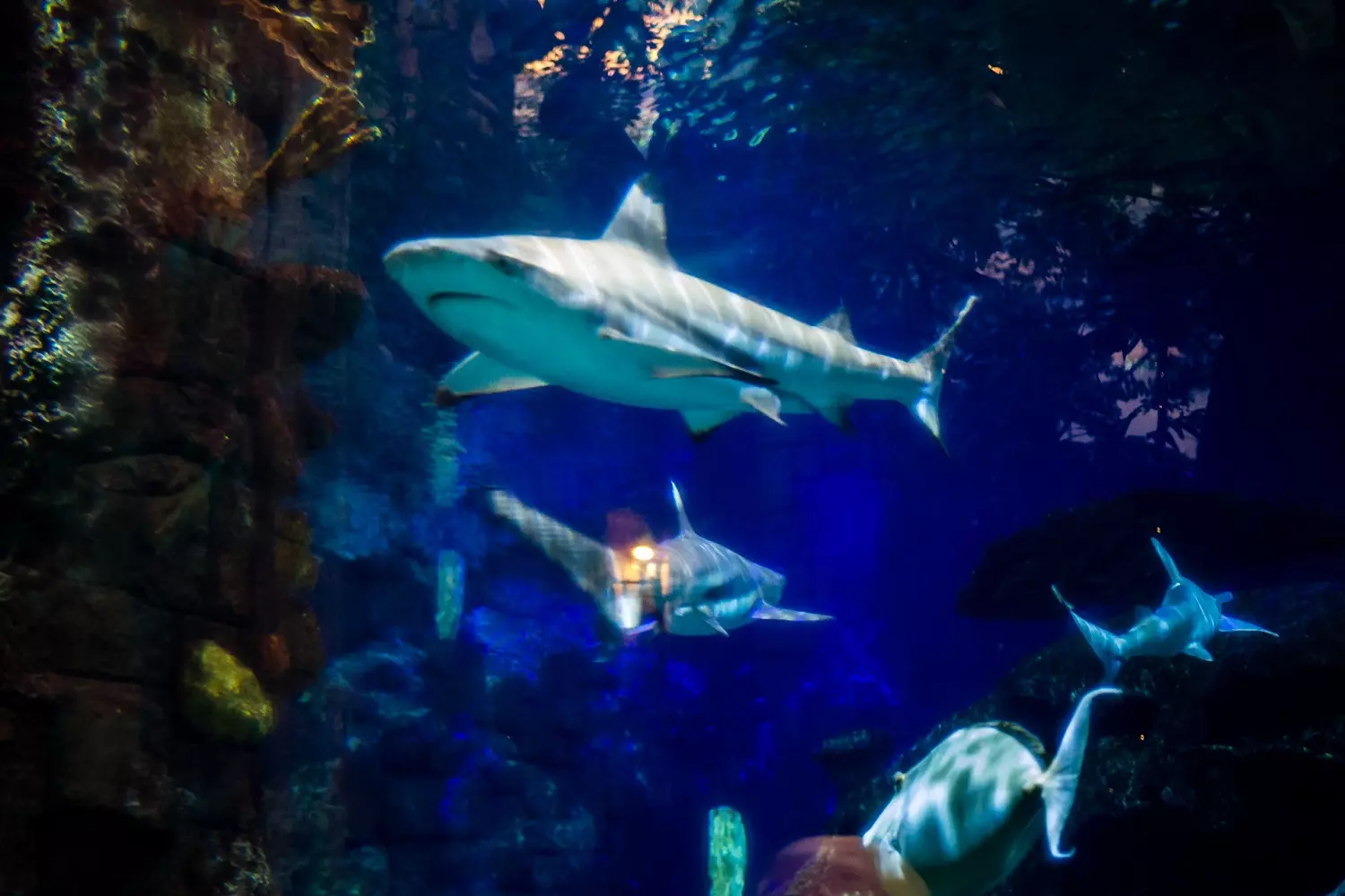 Sharks Gliding Through the Waters of Shark Reef, Las Vegas Shark Reef Aquarium at Mandalay Bay Hotel