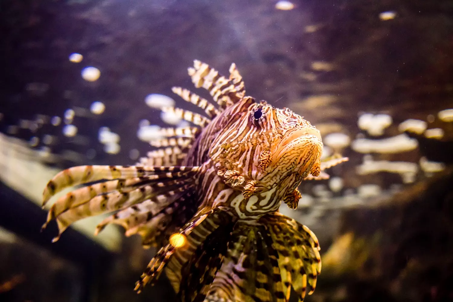 Exotic Fish at Shark Reef Exotic Fish at Shark Reef
