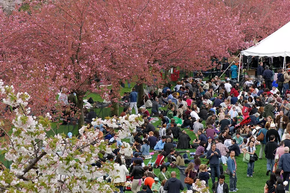 Красота японской весны в Нью-Йорке: Cherry Blossom Festival - American Butler