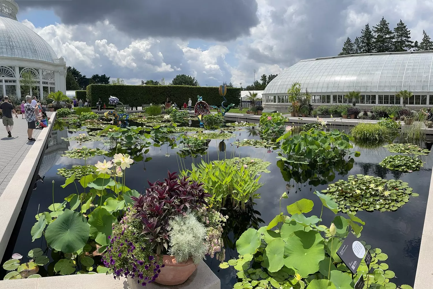 Водный сад в оранжерее New York Botanical Garden Водные растения в ботаническом саду, Нью-Йорк