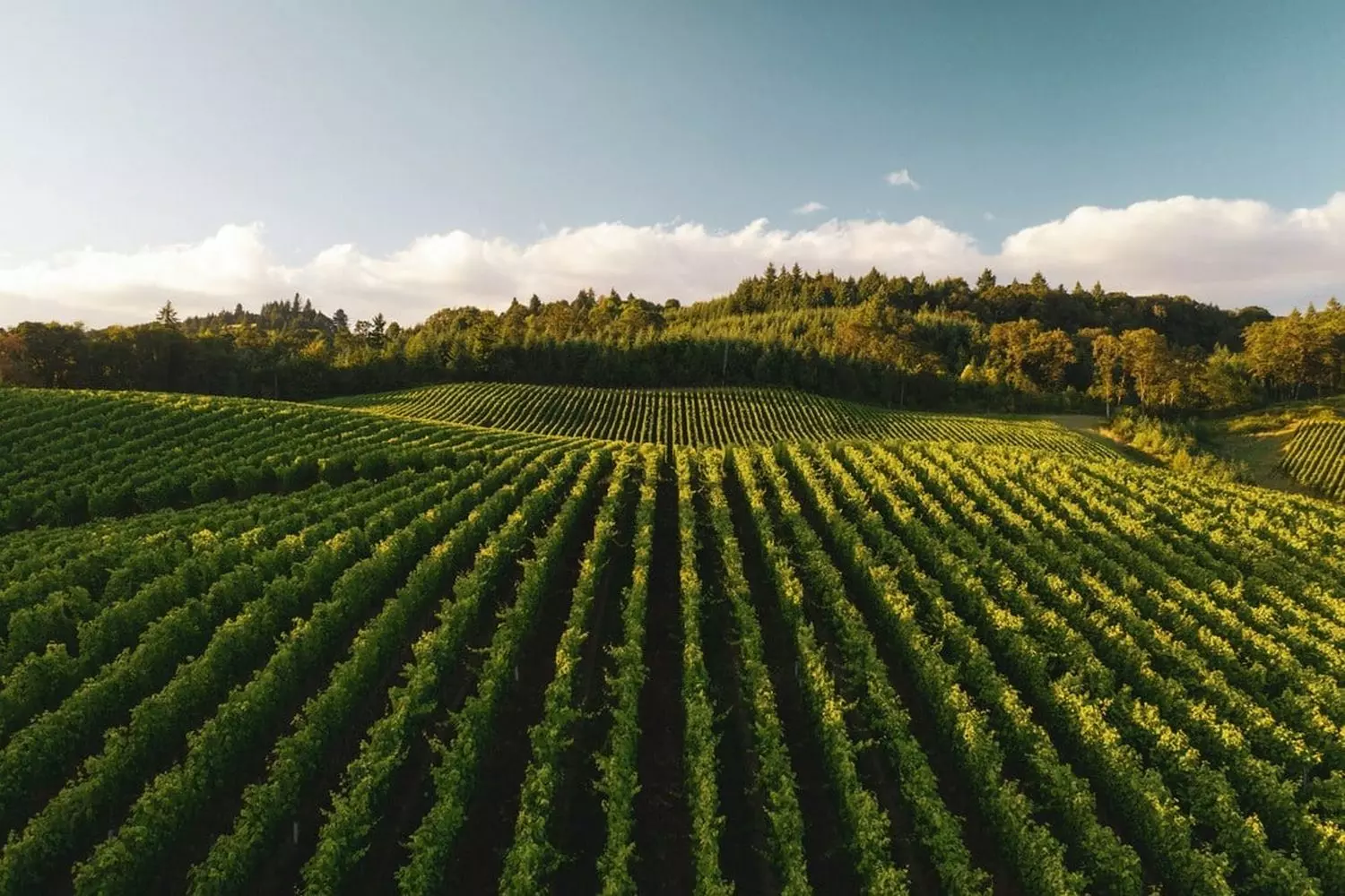 Endless Rows of American Dreams: Vineyards of the USA Sunlit vineyards stretch across rolling hills under a blue sky, showcasing America's premier wine-growing regions like Napa and Sonoma