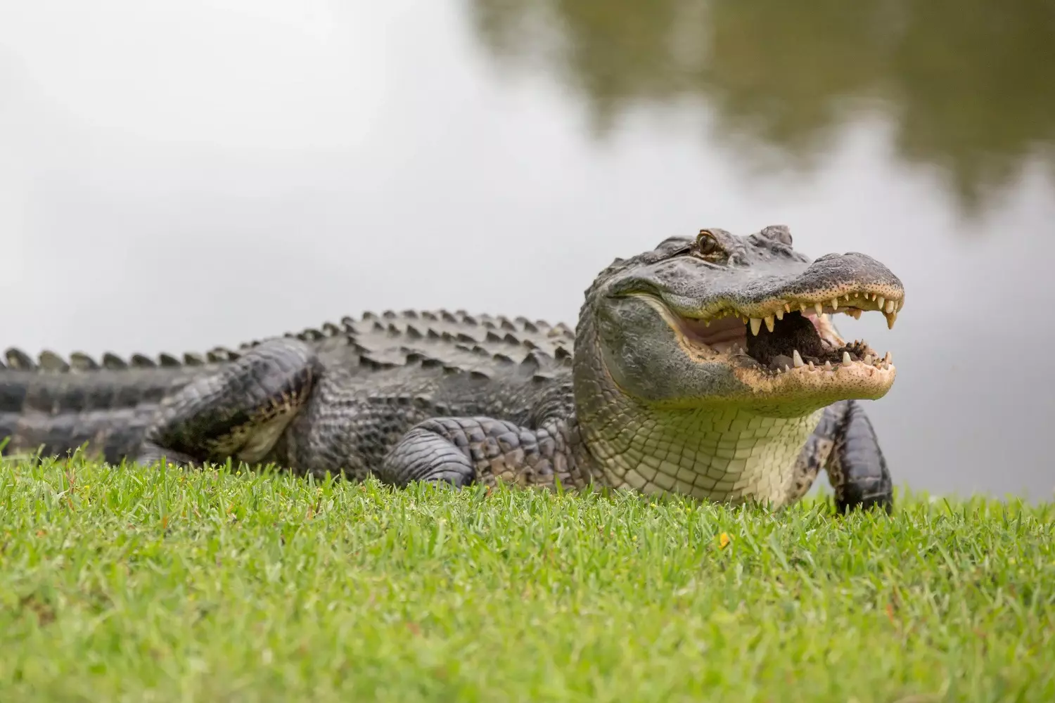 Alligator on the grass by a pond Alligator photo on the grass near a body of water
