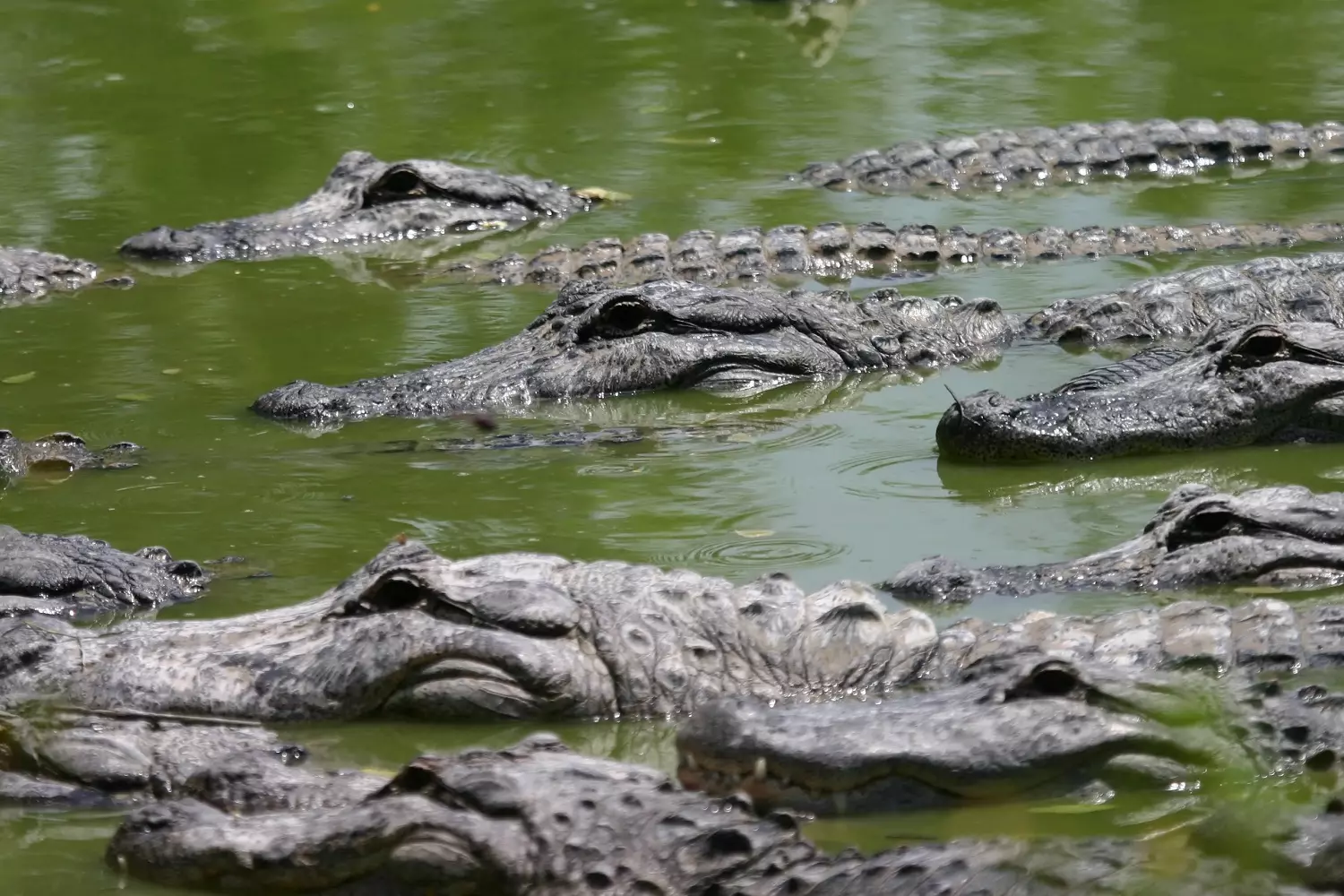 Alligators swimming in the water Alligators swimming in the water