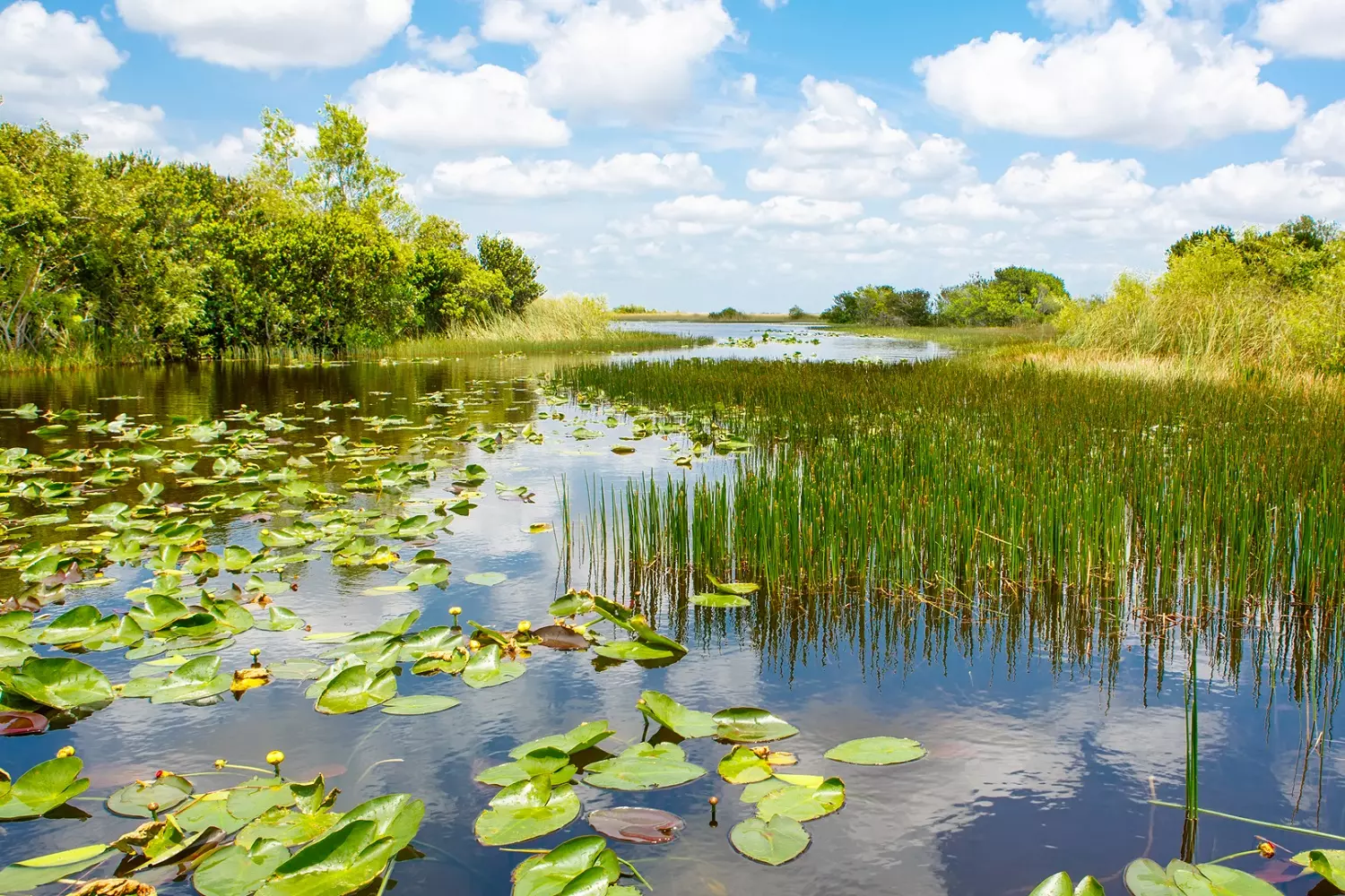 The Everglades swamps The green expanses of the Everglades