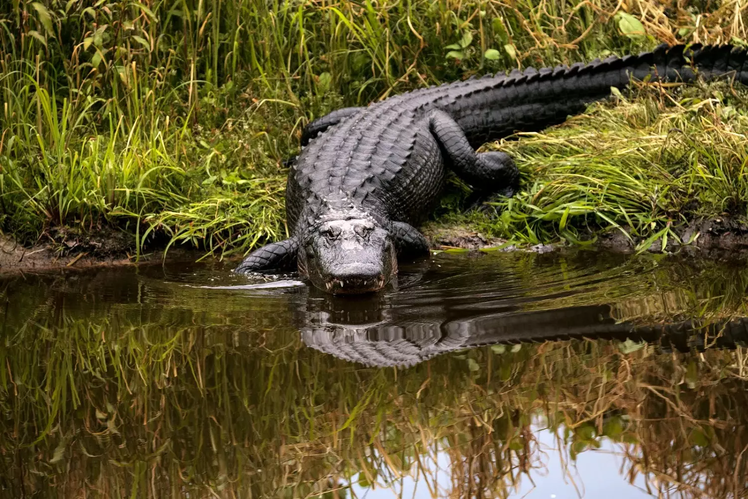 Alligator photo in Florida Alligator in its natural habitat