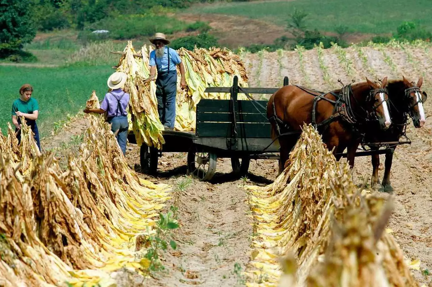 Hard-working Amish family harvesting crops by hand Amish family working together in a field during harvest