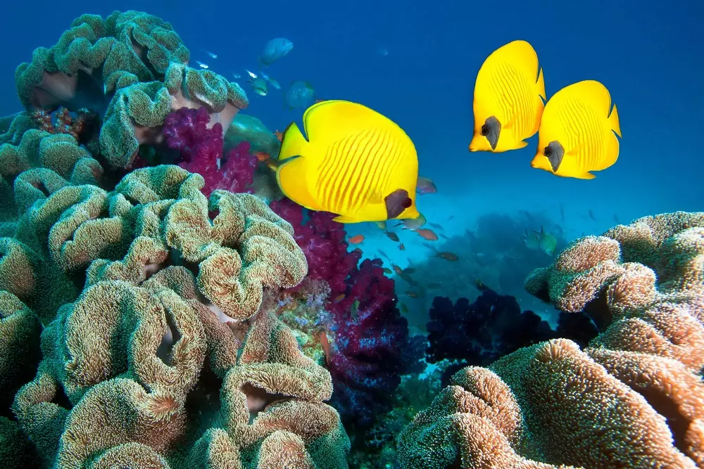 Дайвинг и снорклинг в США: лучшие места для подводных приключений - American Butler