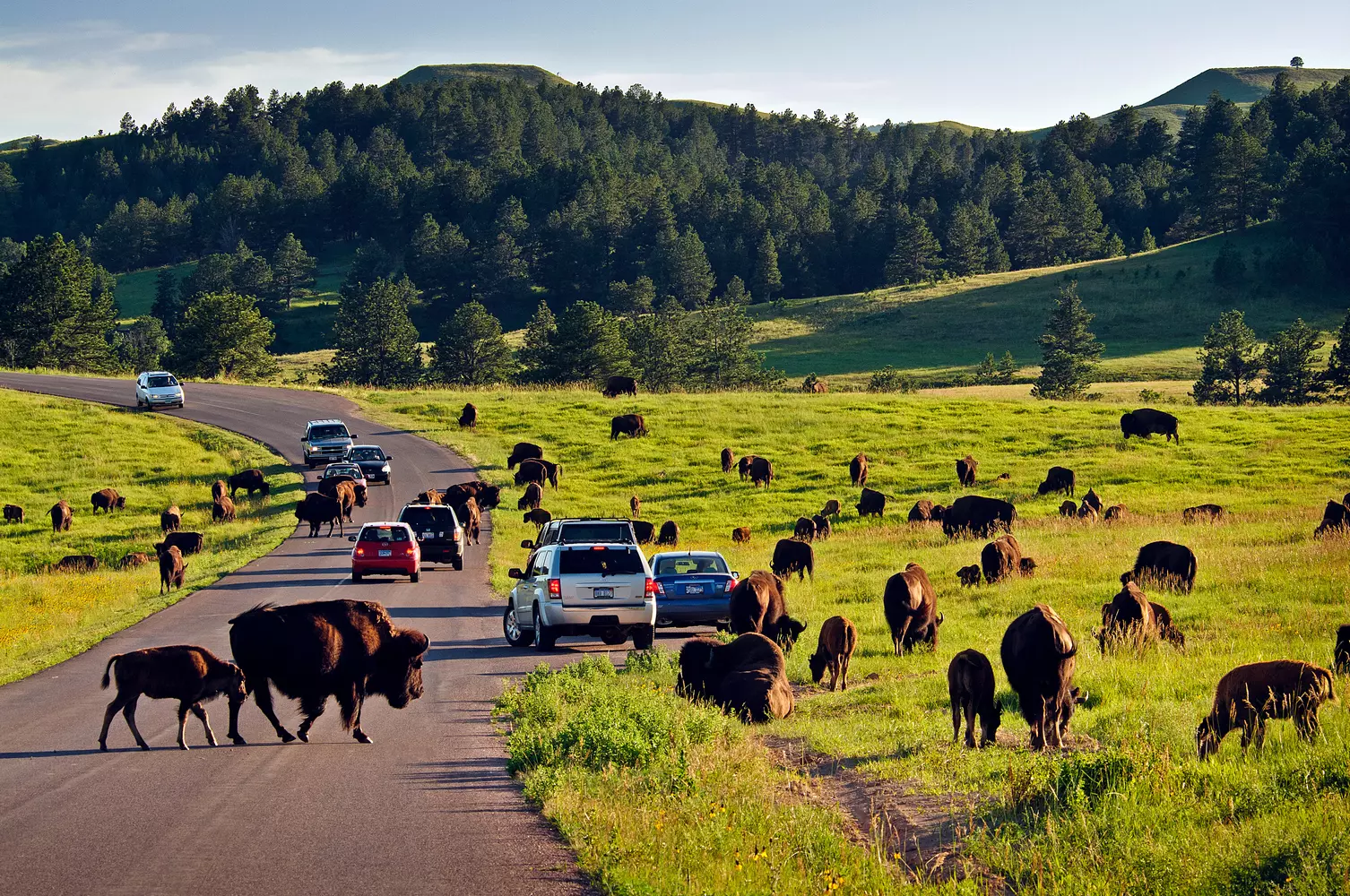 Custer State Park: Where the Buffalo Roam in South Dakota's Wilderness Scenic landscape of Custer State Park showing a herd of bison grazing near a mountain road with pine forests and granite rock formations in the background