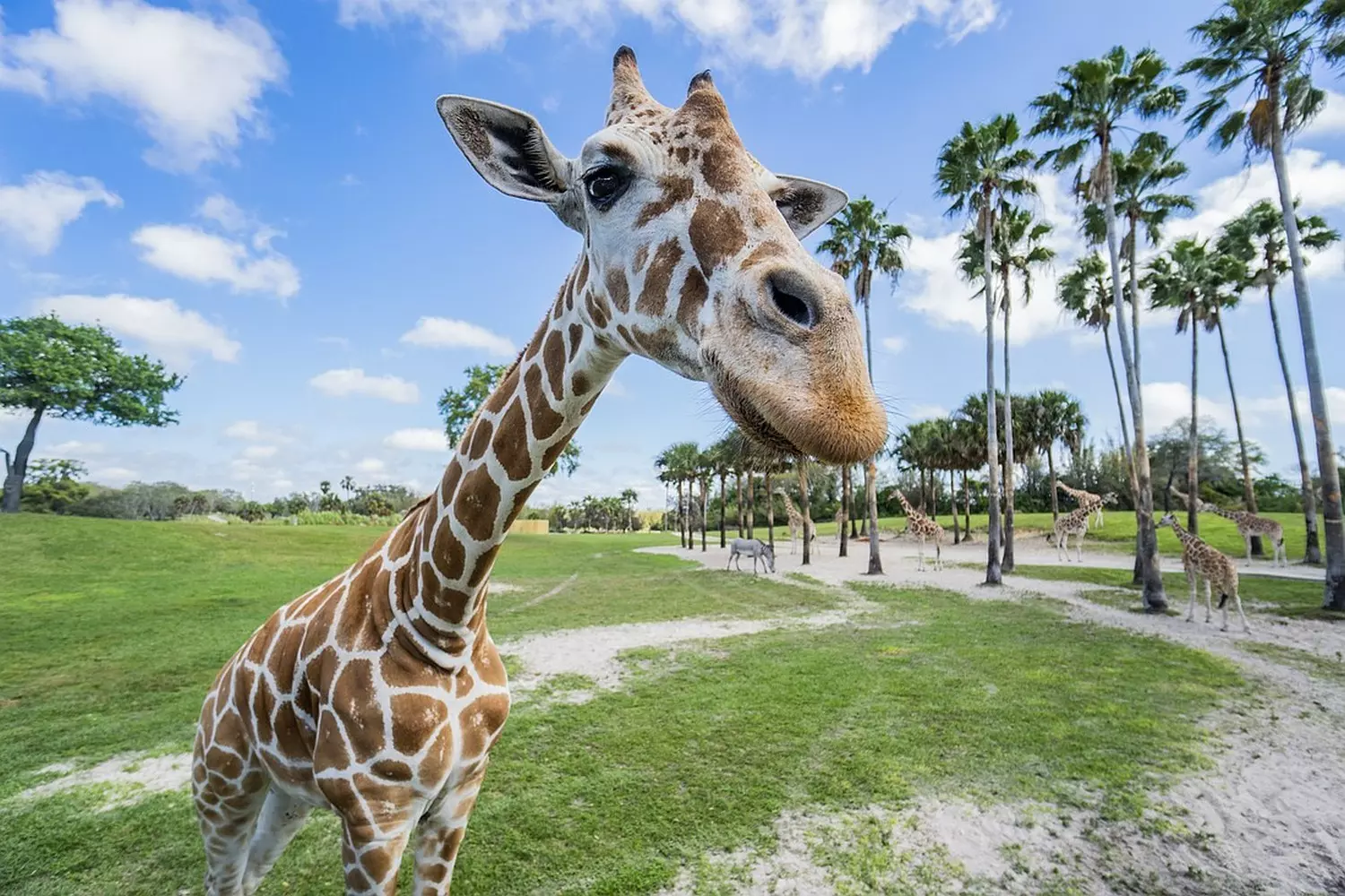 slider - American Butler