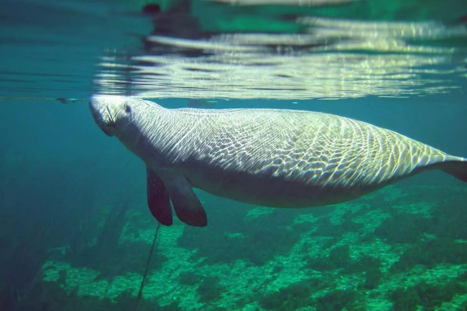 slider - American Butler