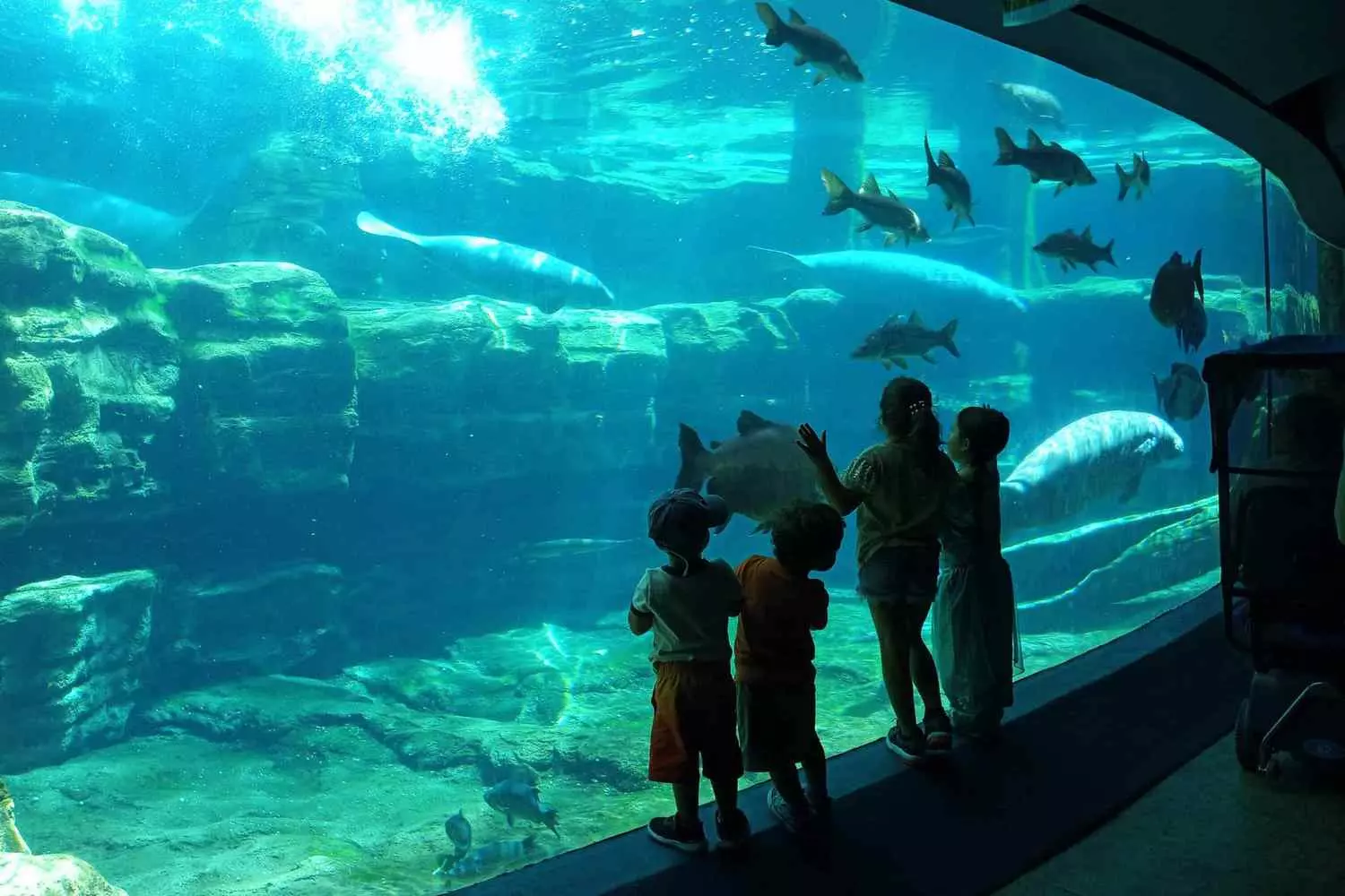 slider - American Butler